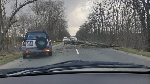 Паднало дърво блокира пътя между Бургас и Средец (Снимки) - E-Burgas.com