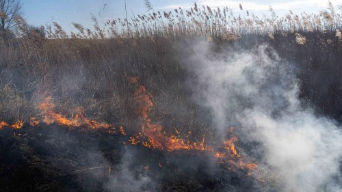 Природозащитници: Пожар изпепели 15 декара тръстики в Дуранкулашкото езеро (снимки) - E-Burgas.com