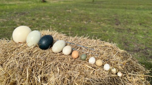Посетителите на Зоопарк Бургас ще видят уникална колекция от яйца (Снимки) - E-Burgas.com