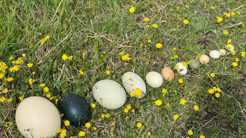 Посетителите на Зоопарк Бургас ще видят уникална колекция от яйца (Снимки) - E-Burgas.com