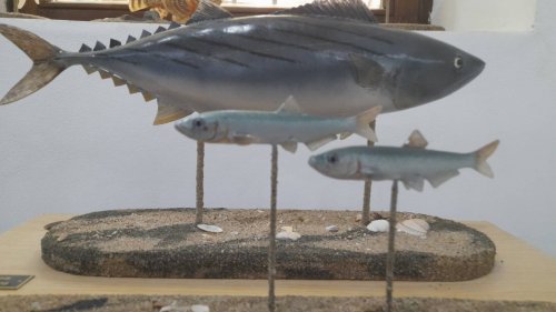Бургаският музей показа триизмерни модели на риби (Снимки) - E-Burgas.com