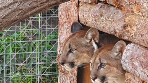 В Зоопарк Бургас пристигнаха нови екзотични животни (Снимки) - E-Burgas.com