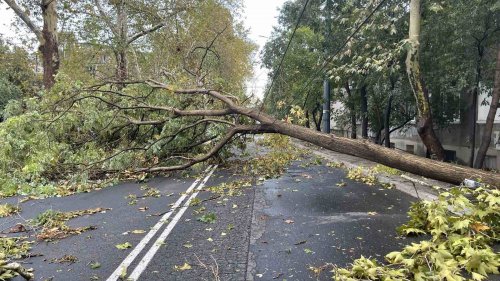Буря помете Бургас: Съборени дървета, отнесени покриви и смазани коли (снимки) - E-Burgas.com