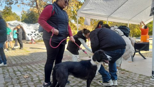 Зам. кмет на Бургас осинови кучето Надя  - E-Burgas.com