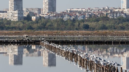 На Атанасовден ще се проведе наблюдение на птици на Атанасовското езеро - E-Burgas.com