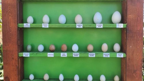 Яйца на птици от цял свят ви очакват в Зоопарк Бургас - E-Burgas.com