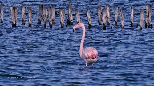 За първи път розово фламинго гнезди у нас – в Бургас - E-Burgas.com