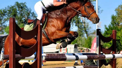Турнир по конен спорт „Купа Бургас“ ще се проведе от 5-ти до 12 август на конна база Бургас - E-Burgas.com