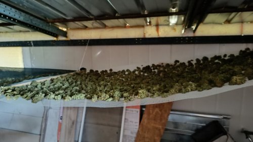 Откриха марихуана за близо четвърт милион лева в Сливен - E-Burgas.com