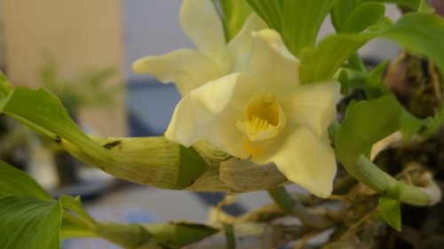 Орхидееното общество  отваря Болница за орхидея на Флора Бургас - E-Burgas.com