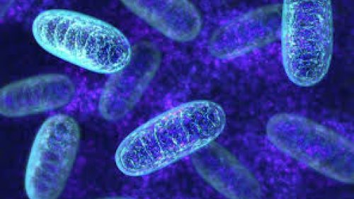 Хипербарна оксигенация и митохондриална функция: роля на кислородните флуктуации в клетъчната регенерация - E-Burgas.com