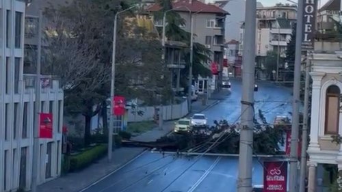 Дърво рухна насред „Булаир“ в Бургас, блокира автобус и целия трафик след бурята - E-Burgas.com
