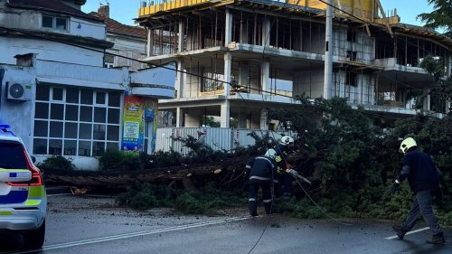 Дърво рухна насред „Булаир“ в Бургас, блокира автобус и целия трафик след бурята - E-Burgas.com