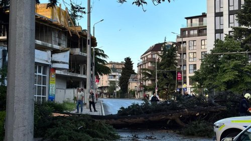 Дърво рухна насред „Булаир“ в Бургас, блокира автобус и целия трафик след бурята - E-Burgas.com
