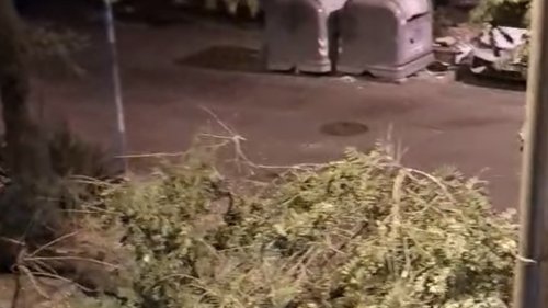 Голям клон падна на ул. „Шар планина“ в Бургас - E-Burgas.com
